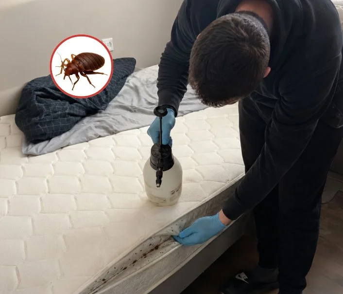 Technicien traitant un matelas contre les punaises de lit à Thomery